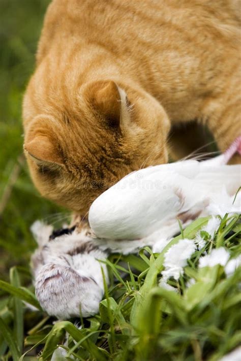 Cat Eating Bird Stock Image Image Of Animal Eating Scavenger 1764055