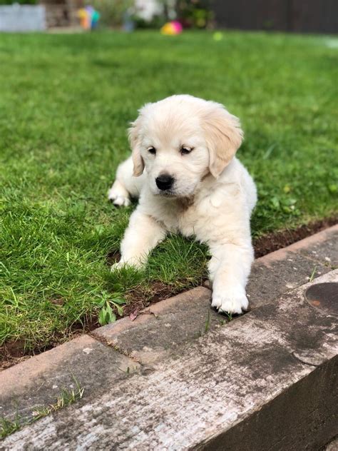 We are not responsible for transactions for animals you find on this site. Beautiful girl golden retriever puppy for sale | Solihull ...