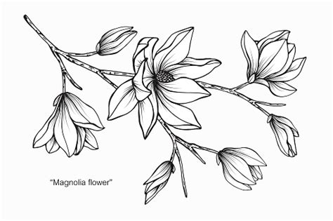 Illustration about magnolia flower drawing illustration. Magnolia Bloem Tekening Illustratie Zwart En Wit Met ...