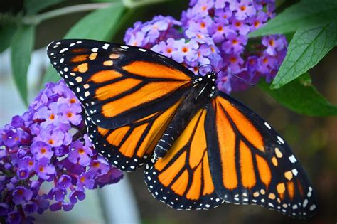Millions Of Monarch Butterflies Are Headed To The Northeast