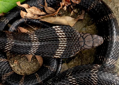 Practical Venomous Snake Id Guide —