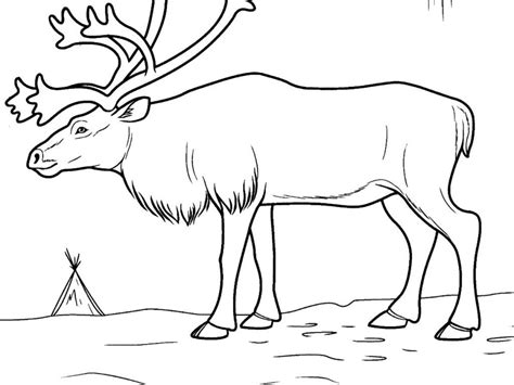 Tundra Coloring Pages At Free Printable Colorings