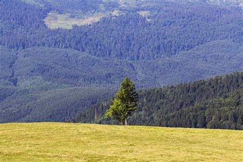 Single Pine Tree In Mountains On Horizon Alpine Landscape Stock Image