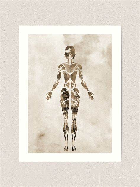 Female Muscular System Anatomywatercolor Medical Art Art Print By