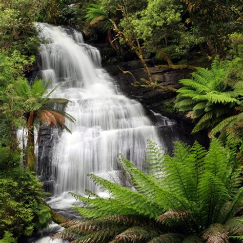 Rainforest Waterfall Stock Photo Image Of Treefern Otway 22310718