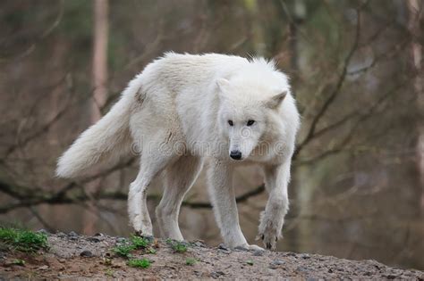 Arctic Wolf Canis Lupus Arctos Stock Photo Image Of Animal Lupus