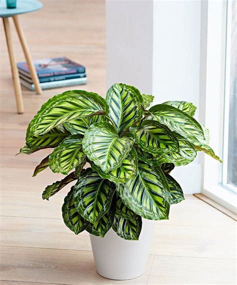23 Most Beautiful Houseplants You Never Knew About Indoor Plants