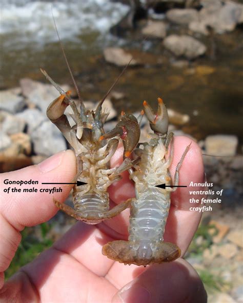 Unraveling The Mystery Of Male And Female Crayfish Learn How To