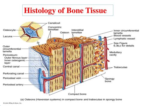 Ppt Bone Histology Powerpoint Presentation Free Download Id9540253