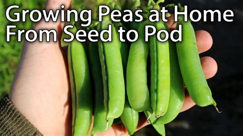 How To Grow Amazing Peas From Planting To Harvesting Youtube