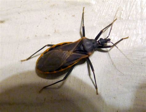 Cdc Warns Deadly Kissing Bug Found In Georgia Gafollowers