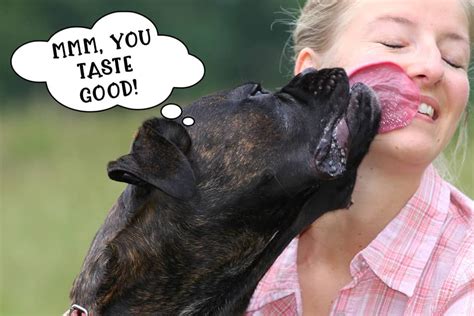 Why Do Dogs Lick You Top 5 Reasons For Dog Licking Tiny Terrier