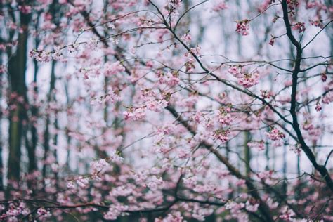 Fotos Gratis árbol Rama Planta Florecer Primavera Produce