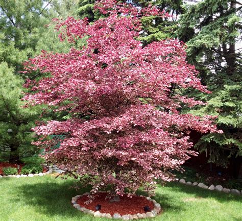 The Best Tri Color Beech Tree Picture Decor And Design