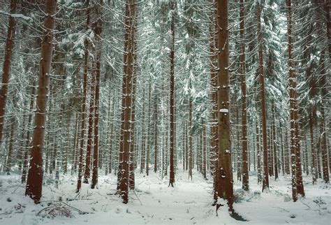 Winter Snow Trees · Free Photo On Pixabay