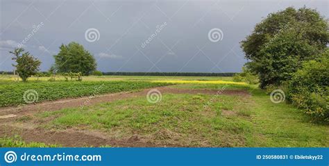 Field With Green Grass And Trees The Natural Landscape Of The