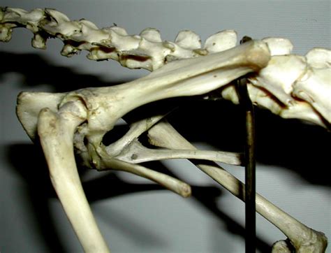 Opossum Skull Anatomy