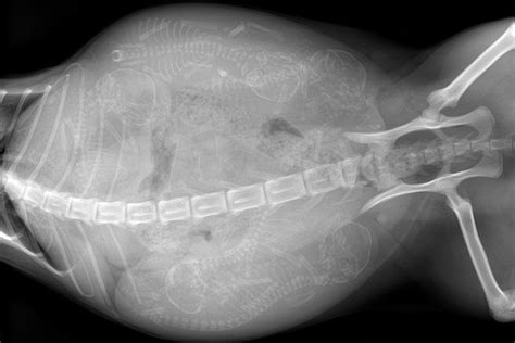 Once More With Feeling Were Having Kittens Check Out The X Ray On