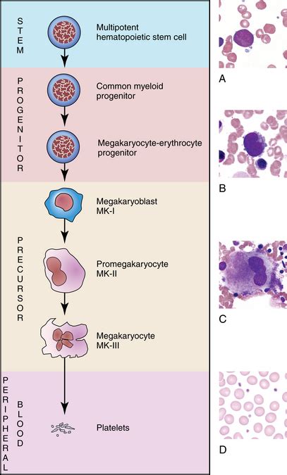 Neutrophil Maturation Oncohema Key