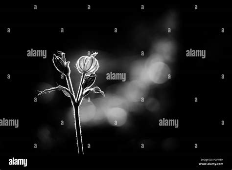 Nature Background Black And White Backlit Hairy Flower Stock Photo Alamy
