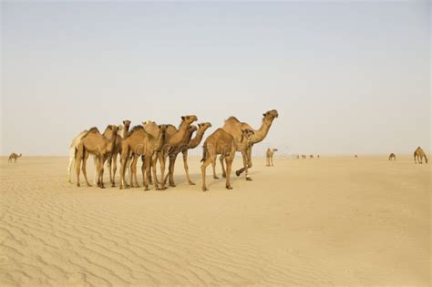 Grupo De Camellos En El Medio Del Desierto Foto De Archivo Imagen De