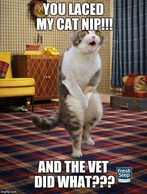 Watch The Unique Funny Cat Memes Appropriate Hilarious Pets Pictures
