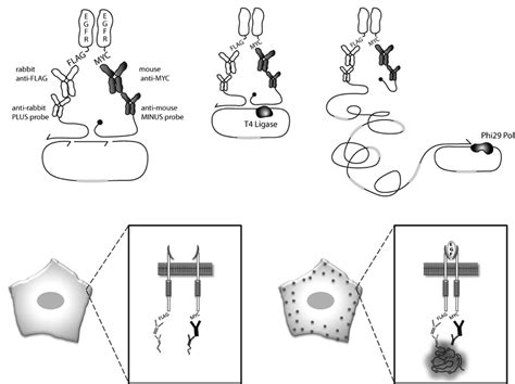 Schematic of epitope-tagging in situ proximity ligation assay. (A) Dual ...