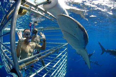 Shark Cage Diving In Oahu Triphobo
