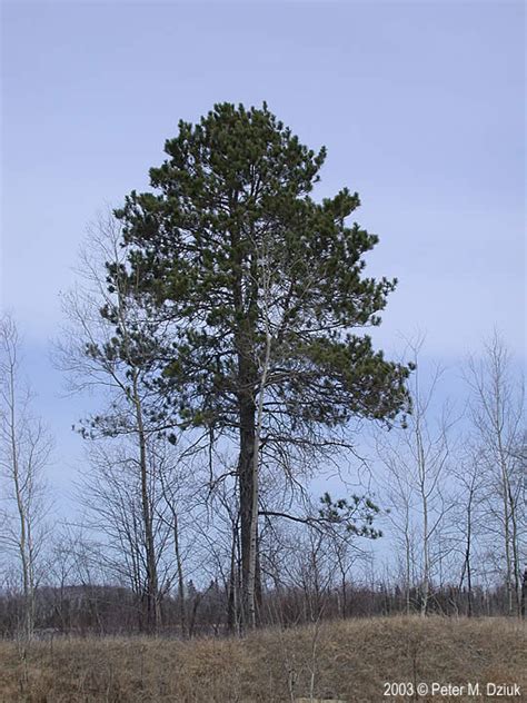 Pinus Resinosa Red Pine Minnesota Wildflowers