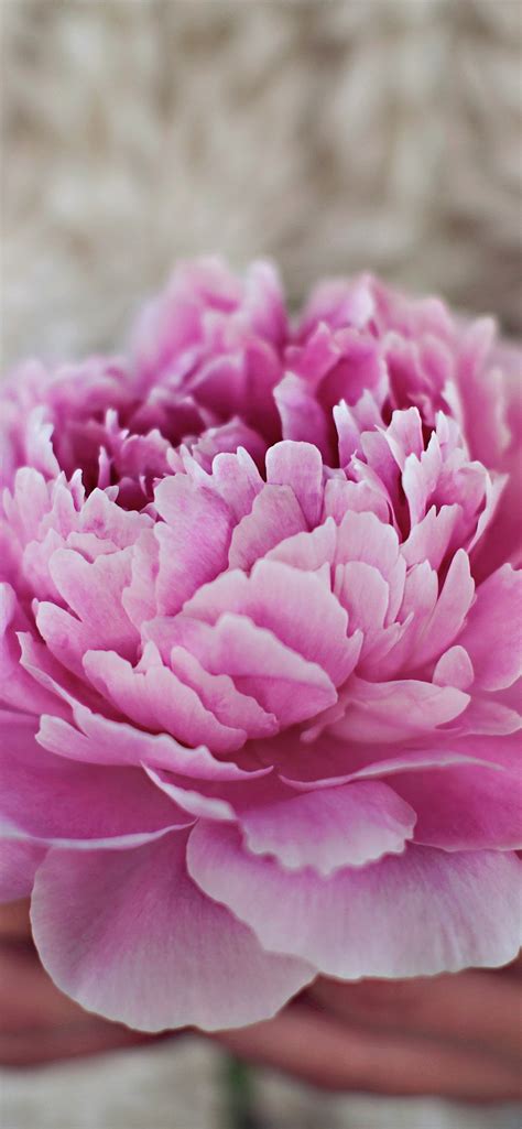 粉紅色牡丹花，花瓣，手，朦朧 1242x2688 Iphone 11 Proxs Max 桌布，背景，圖片，照片