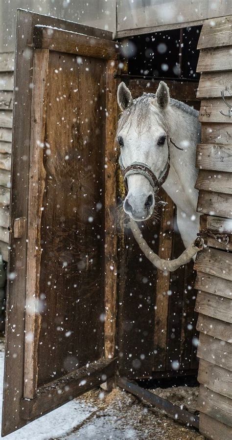 Pin By Lisa James On Dank U Sinterklaasje Horses Horse Love