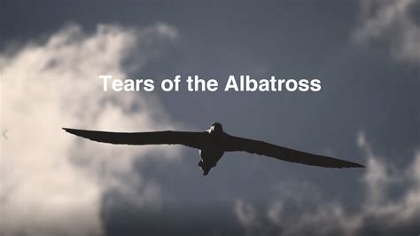 Tears Of The Albatross Youtube