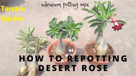 How To Repot Adenium Plant Easily Care Desert Rose Plant Potting Mix For Adenium Youtube
