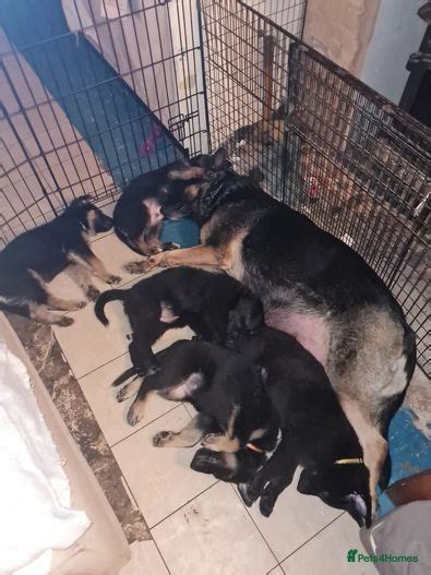 German Shepherd Puppies For Sale In Coalville Pets4homes