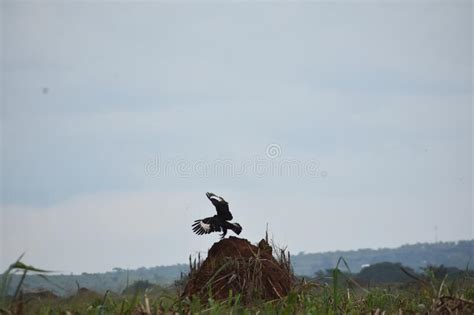 Long Crested Eagle Attacking Its Prey On Termite Hill Stock Photo