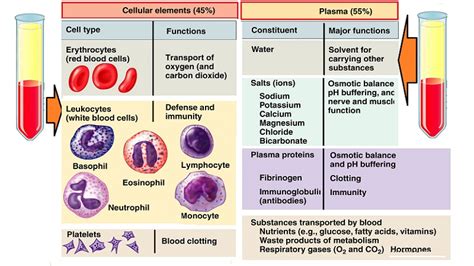 Functions Of Blood And Its Main Components Helal Medical