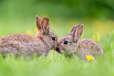 Two Baby Wild Rabbits Kissing New Paths