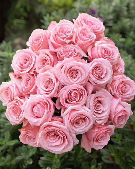Be Sweet Light Pink Rose Fresh Flowers