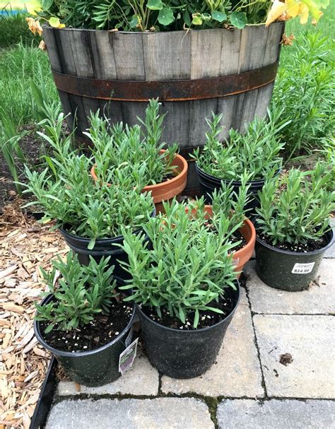 How To Grow Lavender From Seed Or Cuttings The Total Guide Growing