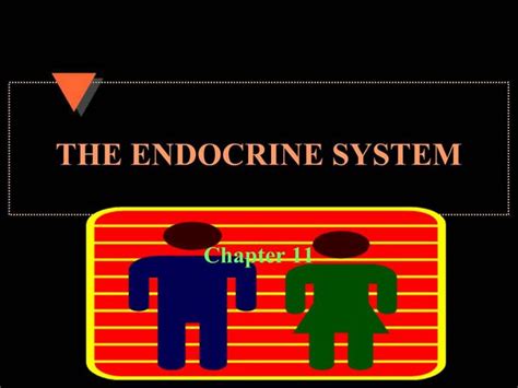 Ppt The Endocrine System Powerpoint Presentation Free Download Id