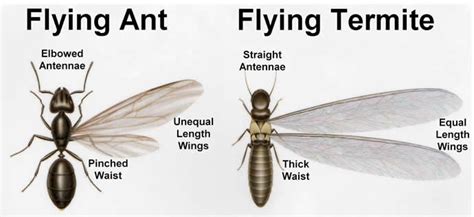 Difference Between Flying Ants And Flying Termites