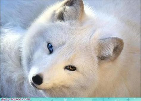 Arctic Fox Heterochromia Heterochromia Different Colored Eyes
