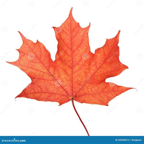 Single Maple Autumn Leaf