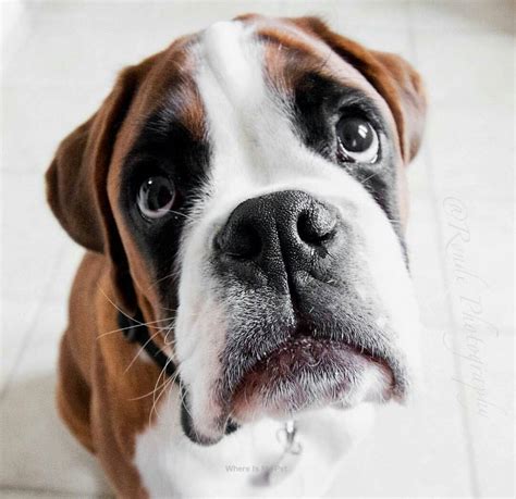 Boxer Dog Funny Face Momments Follow Us To See More Boxer Chien