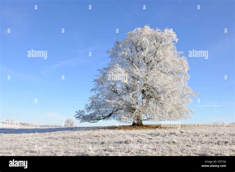 European Beech Fagus Sylvatica Winter Landscape Swabian Alb Baden