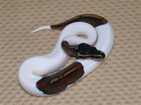 Super Black Pastel Pied Ball Python