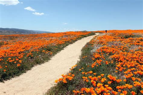 How To Grow California Poppies