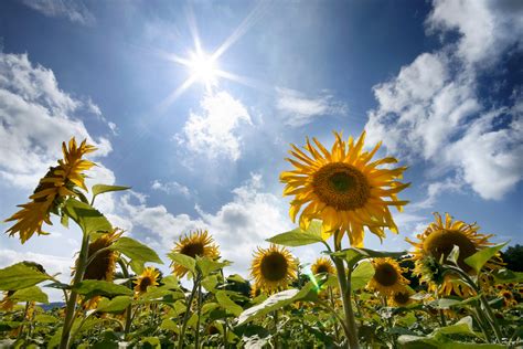 Wähle einfach das gewünschte bild aus der kategorie sommer und klicke auf einen der darunter angezeigten codes. Sommer Sonne Sonnenblumen Foto & Bild | pflanzen, pilze ...