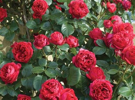 Red Eden Star Roses And Plants Rose Garden Landscape Climbing Roses