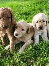 High to low nearest first. Goldendoodle Puppies For Sale | Flagstaff, AZ #306744